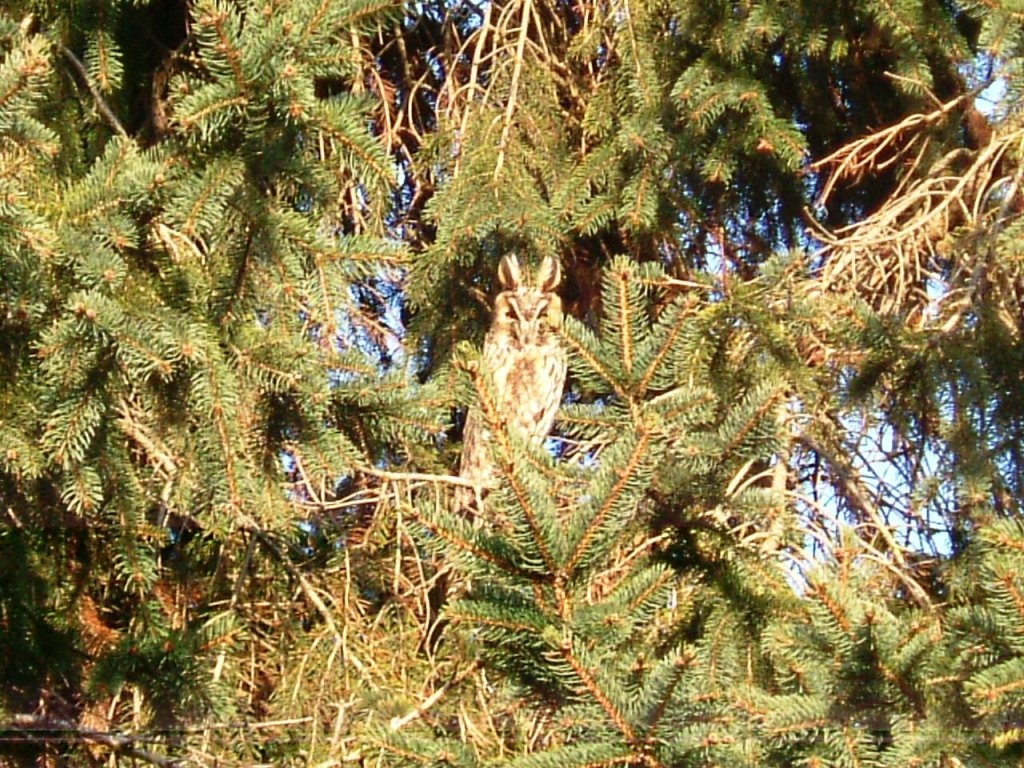 Roost gufi in pericolo ad Ostellato (Fe)
